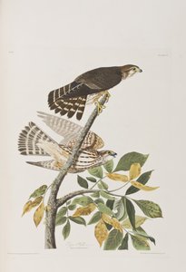 Illustration aus 