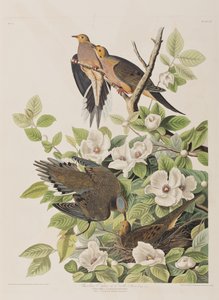 Illustration aus 
