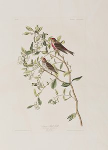 Illustration aus 