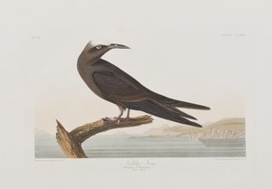 Illustration aus 