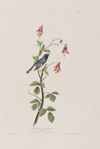 Illustration aus 