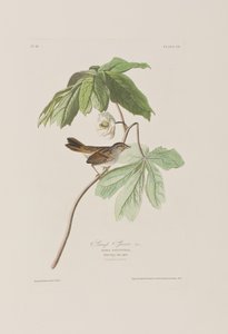 Illustration aus 