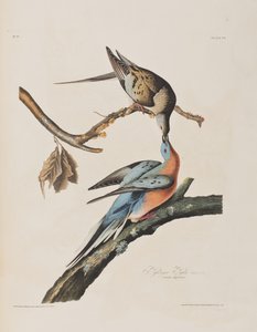 Illustration aus 