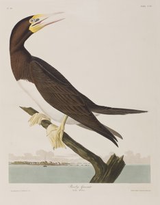 Illustration aus 