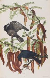 Illustration aus 