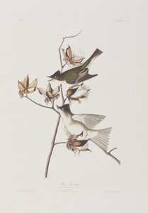 Illustration aus 