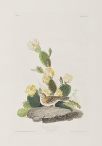 Illustration aus 
