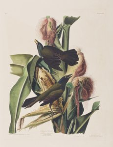 Illustration aus 