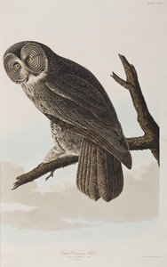 Illustration aus 