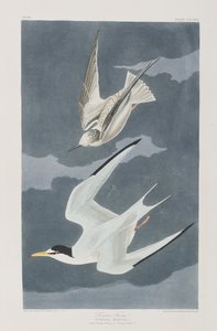 Illustration aus 
