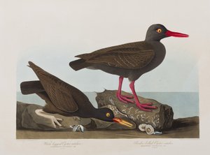Illustration aus 