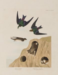 Illustration aus 