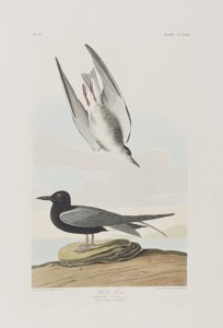 Illustration aus 