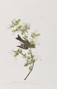 Illustration aus 