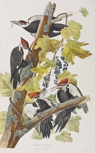 Illustration aus 