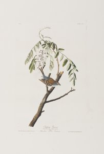 Illustration aus 