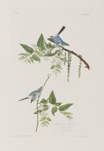 Illustration aus 