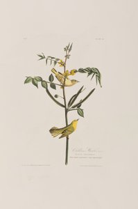 Illustration aus 