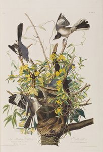 Illustration aus 