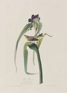 Illustration aus 