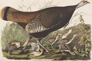 Illustration aus 