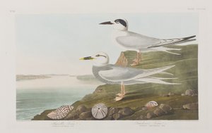 Illustration aus 