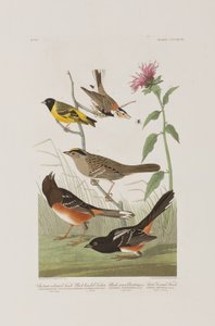 Illustration aus 