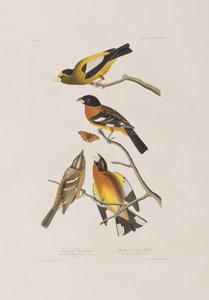 Illustration aus 