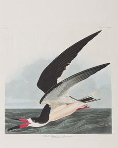 Illustration aus 