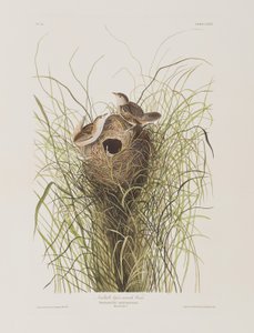 Illustration aus 