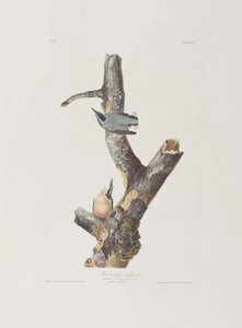 Illustration aus 