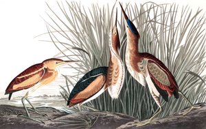 Zwergdommel, Ixobrychus Exilis, aus „The Birds of America“ von John J. Audubon, veröffentlicht 1827-38 (handkolorierte Gravur) von John James Audubon