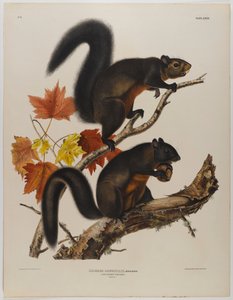 Langhaareichhörnchen