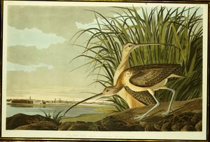 Männlicher und weiblicher Langschnabel-Brachvogel von John James Audubon