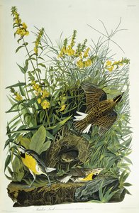 Wiesenlerche, 1832 von John James Audubon