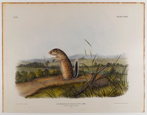 Mexikanisches Murmeltier von John James Audubon