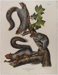Wandereichhörnchen