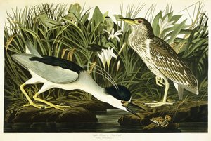 Nachtreiher oder Lua-Vogel, 1835 von John James Audubon