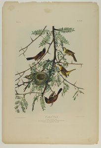 Garten-Trupial, gedruckt von Julien Bien und veröffentlicht von Roe Lockwood & Son, 1861 von John James Audubon