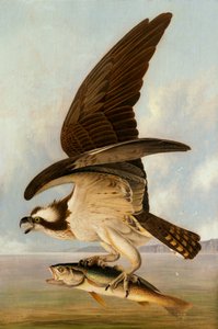 Fischadler und Schwachfisch, 1829