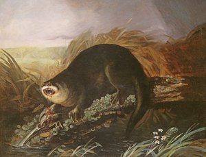 Otter in einer Falle gefangen