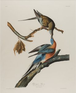 Wandertaube, 1827-1838 von John James Audubon