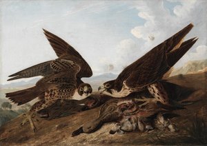 Wanderfalken (Entenfalken) von John James Audubon