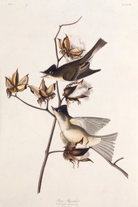 Pewit Fliegenschnäpper. Aus Die Vögel Amerikas, 1827-1838 von John James Audubon
