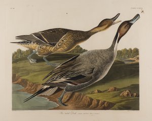 Spießente, 1834 von John James Audubon