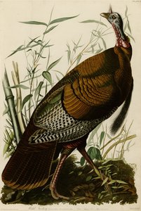 Tafel 1 von Birds of America, die einen Wilden Truthahn darstellt