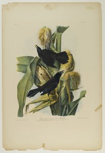 Purpurgrackel oder Gemeiner Krähenvogel, gedruckt von Julien Bien und veröffentlicht von Roe Lockwood & Son, 1861
