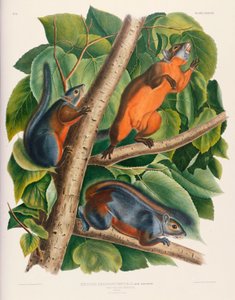 Rotbauchhörnchen