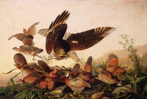 Rot-Schulterbussard greift Bobwhite-Wachteln an, 1827
