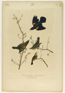 Rotflügelstärling oder Sumpfschwarzvogel, gedruckt von Julien Bien und veröffentlicht von Roe Lockwood & Son, 1861 von John James Audubon